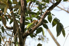 Psilopogon lineatus