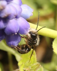 Osmia