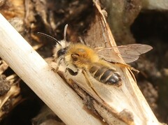 Andrena gravida