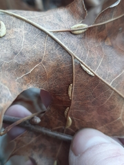 Macrodiplosis qoruca