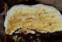 Serpula similis