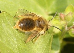 Andrena taraxaci