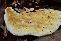 Serpula similis