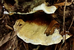 Serpula similis