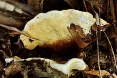 Serpula similis