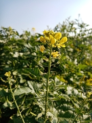Brassiceae