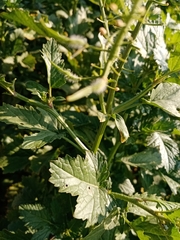 Brassiceae