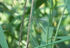 Chalcolestes viridis