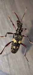 Rhagium fasciculatum