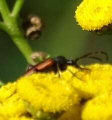 Stenurella melanura