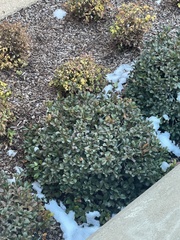 Buxus microphylla