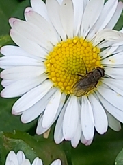 Leucophora