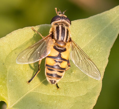 Helophilus latifrons