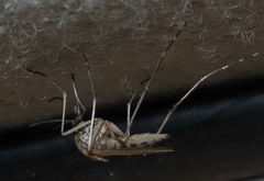 Aedes dorsalis