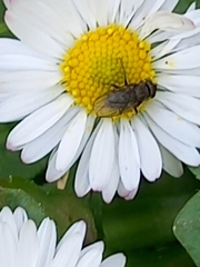 Leucophora