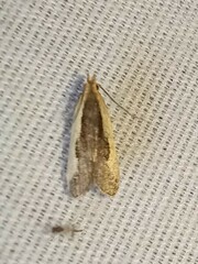 Dichomeris inserrata