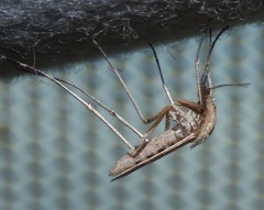 Aedes dorsalis