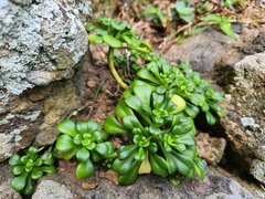 Sedum formosanum