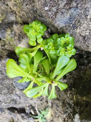 Sedum formosanum