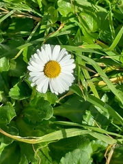 Bellis perennis