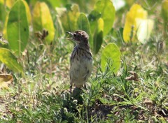 Anthus correndera