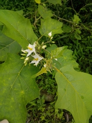 Solanum torvum
