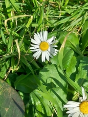 Bellis perennis