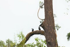 Anorrhinus galeritus