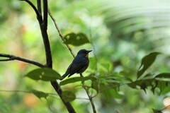 Cyornis magnirostris