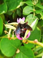 Xylocopa frontalis