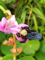 Xylocopa frontalis