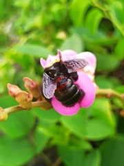 Xylocopa frontalis