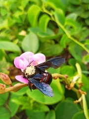 Xylocopa frontalis