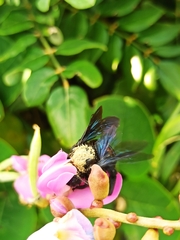 Xylocopa frontalis