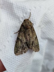 Polyphaenis sericata