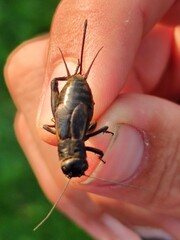 Melanogryllus desertus