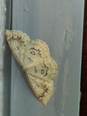 Cyclophora annularia