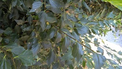 Celtis planchoniana
