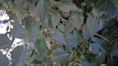 Celtis planchoniana