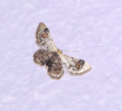Idaea asceta
