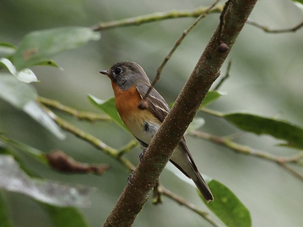 Mugimaki Flycatcher