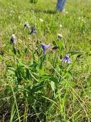 Clematis integrifolia