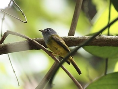 Culicicapa ceylonensis