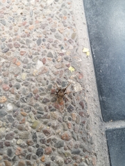 Kukulcania hibernalis