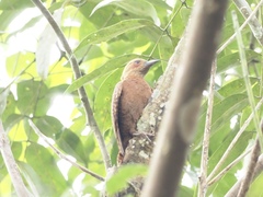 Micropternus brachyurus