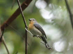 Cyornis sumatrensis