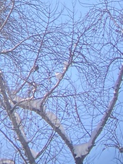 Pinicola enucleator