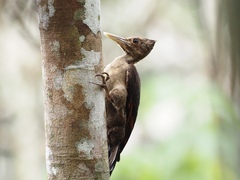 Reinwardtipicus validus