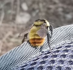 Bombus opifex