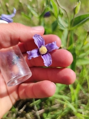 Clematis integrifolia